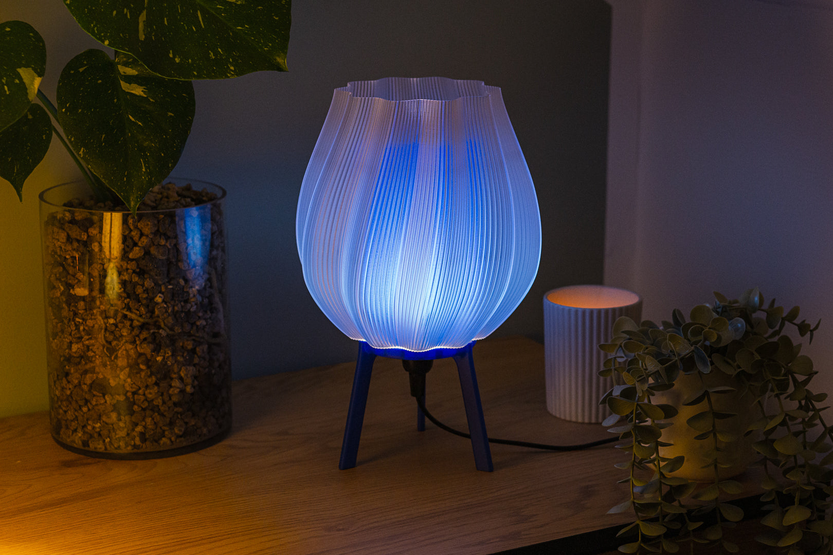 Tulpe - Clarity Blue