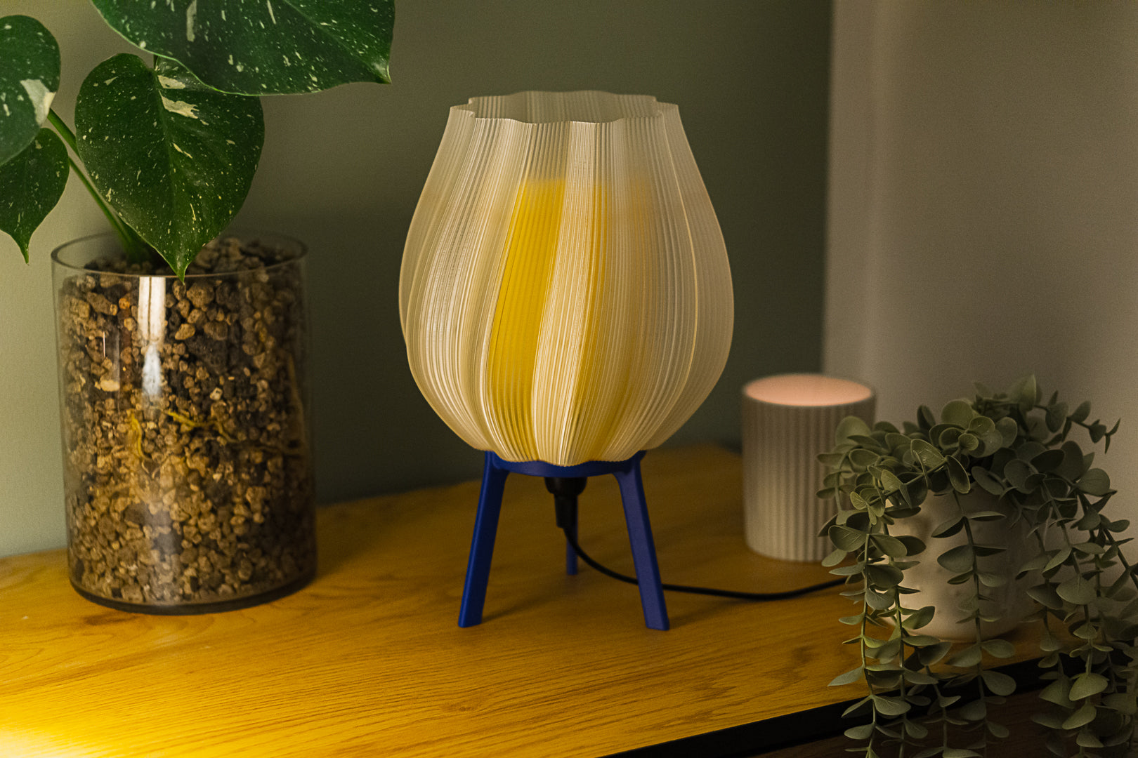 Tulpe - Clarity Yellow