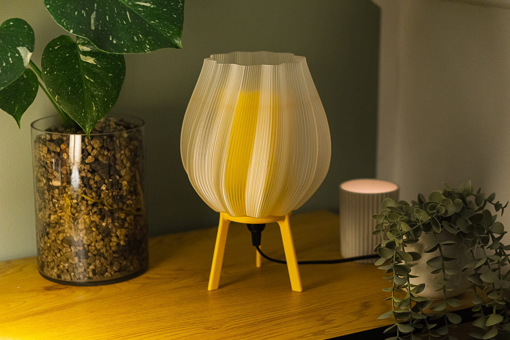 Tulpe - Clarity Yellow
