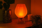 Tulpe - Clarity Orange