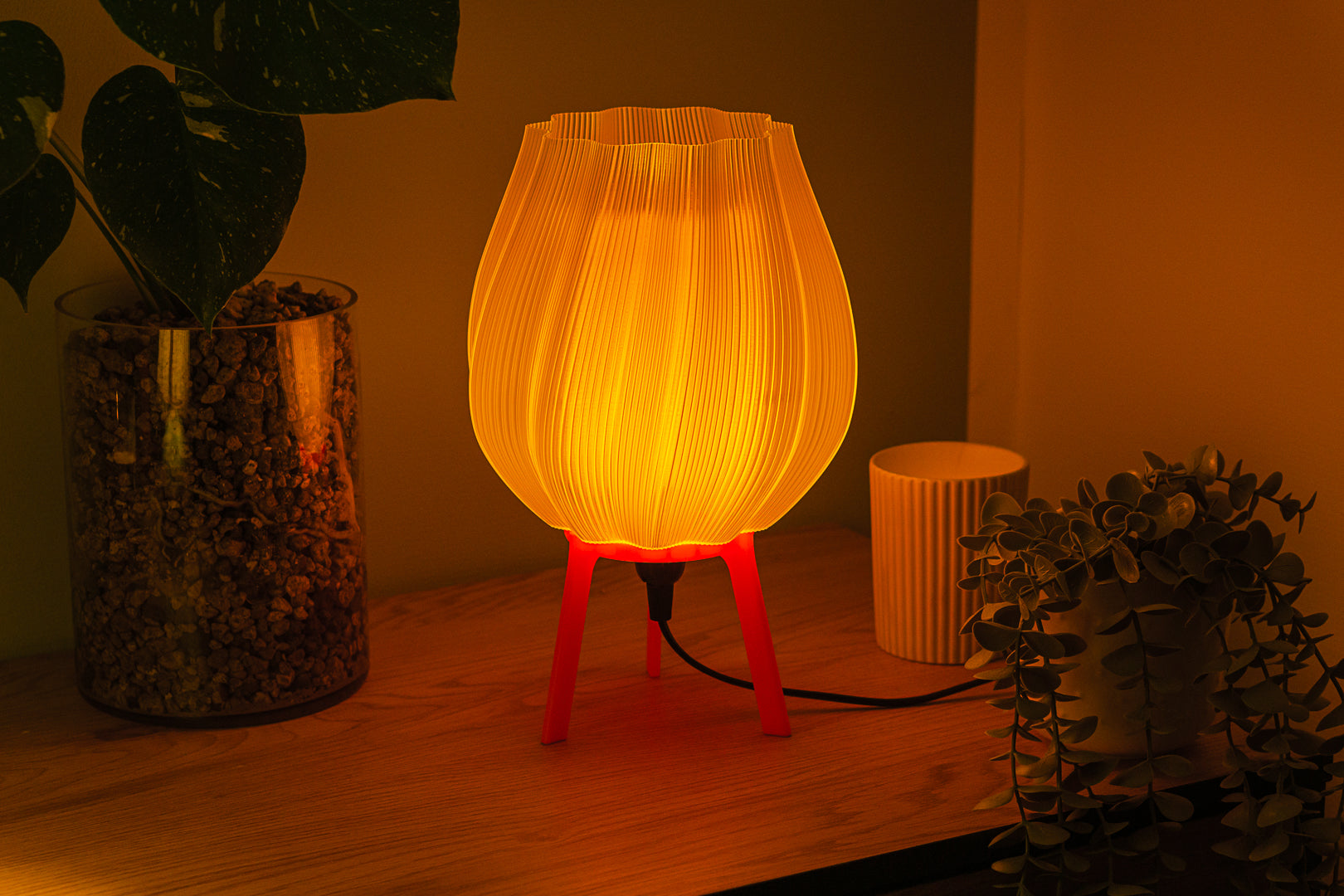 Tulpe - Clarity Yellow