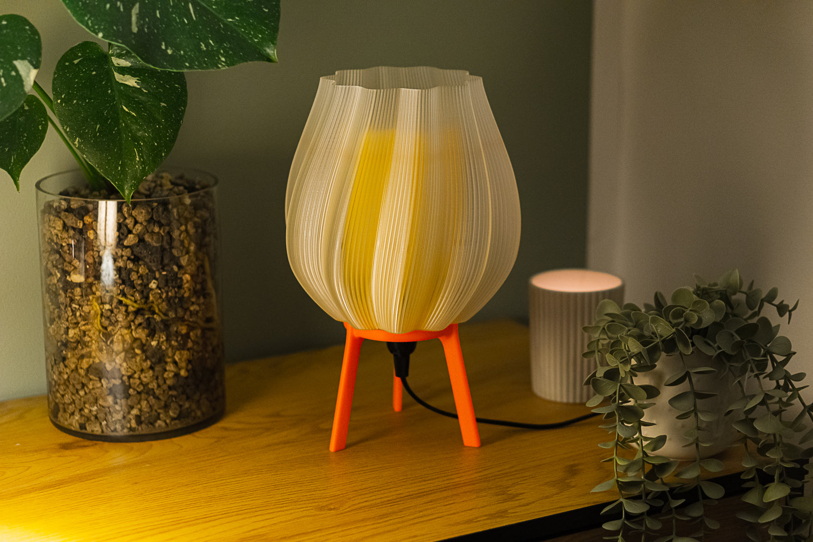 Tulpe - Clarity Yellow