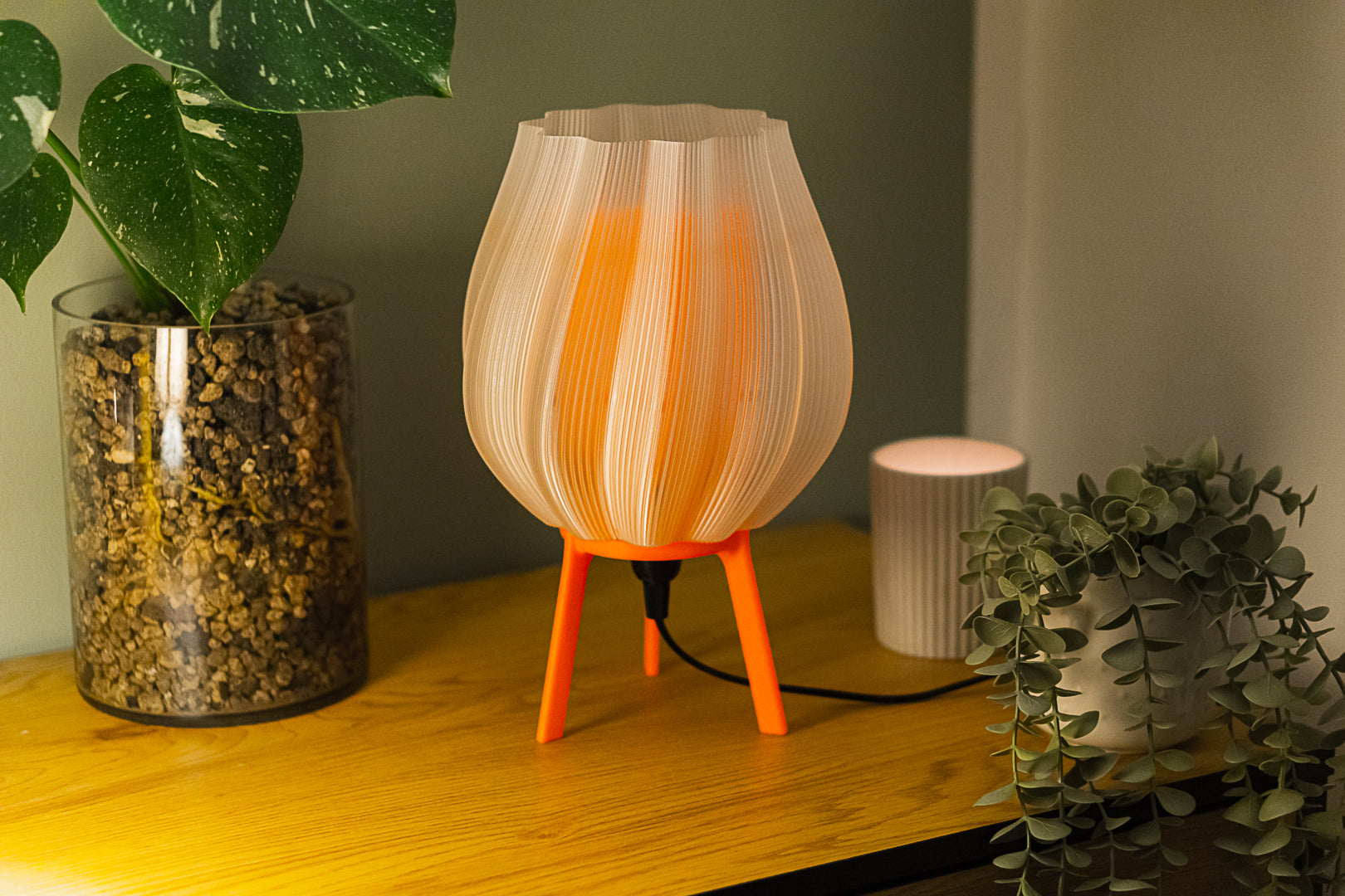 Tulpe - Clarity Orange