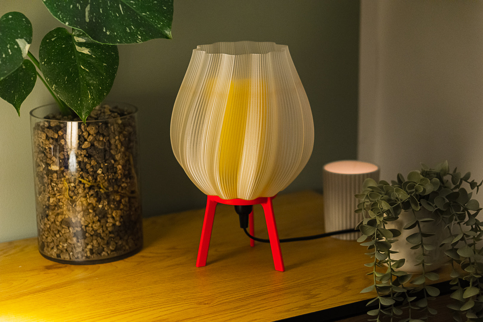Tulpe - Clarity Yellow