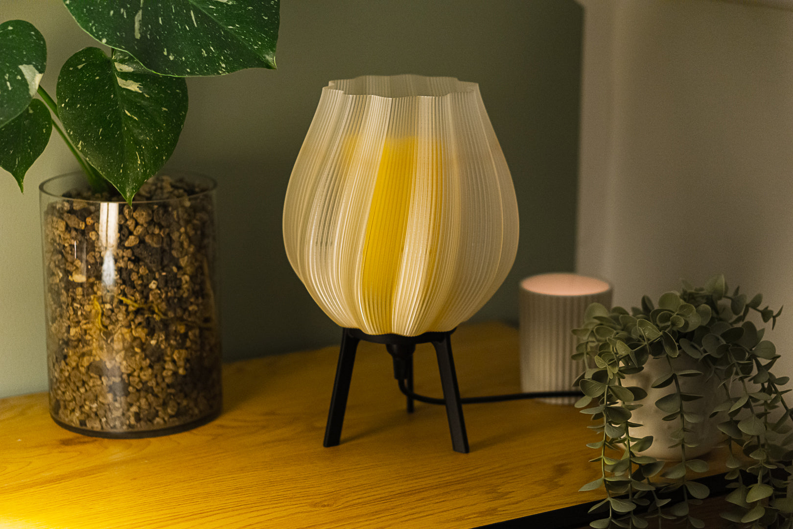 Tulpe - Clarity Yellow