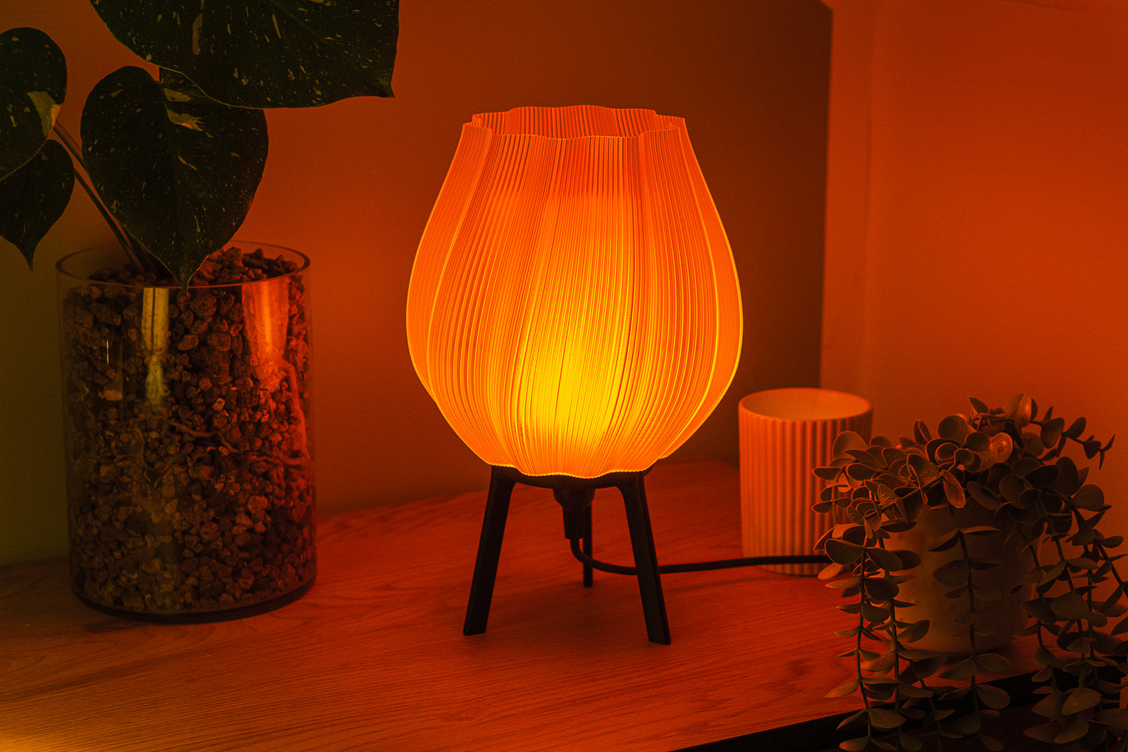 Tulpe - Clarity Orange