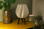 Tulpe - Transparent